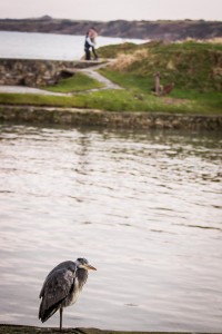 engagement photography st andrews harbour heron