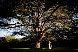 bride and groom beneath large tree