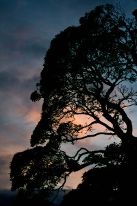 silhouette of tree at dusk